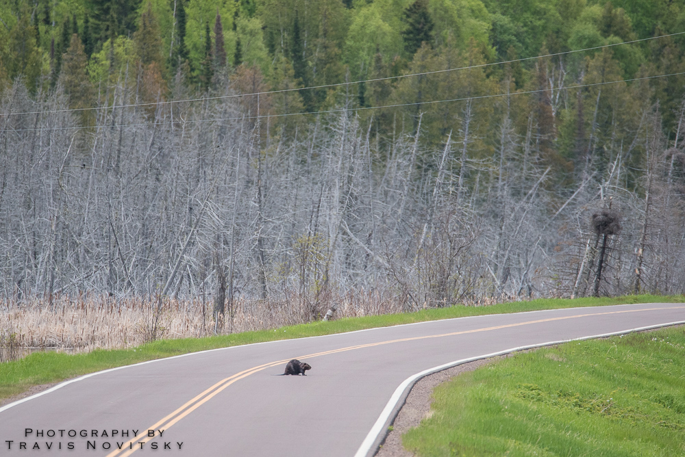 Photography by Travis Novitsky Photo Journal Why did the beaver