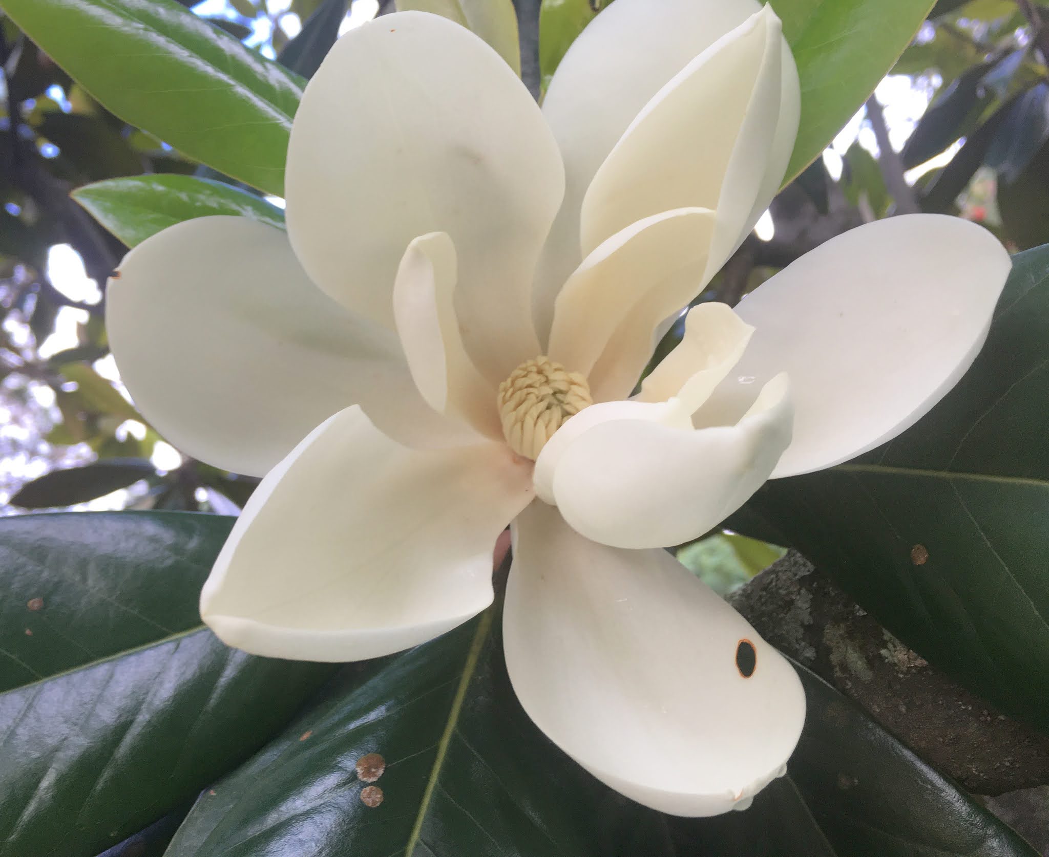 iiscahuja MAGNOLIA GRANDIFLORA IISc