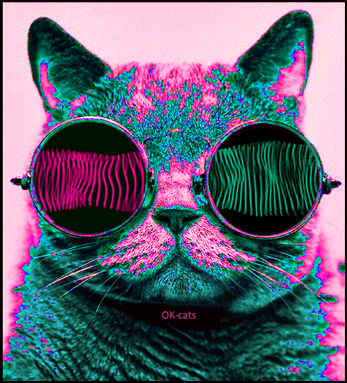 Art Cat GIF • Trippy Cat, high on Catnip, wearing green purple psychedelic sunglasses Art Cat GIF • Trippy Cat, high on Catnip, wearing green purple psychedelic sunglasses