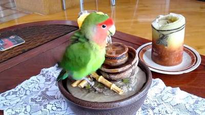 Download Suara Terapi Lovebird Macet Bunyi Mp3 Agar Ngekek Panjang