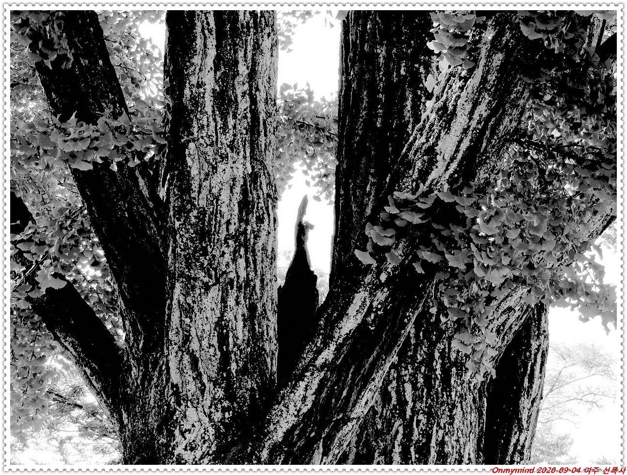 여주 봉미산 신륵사 여주 봉미산 신륵사