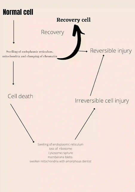 Cell-injury-and-adaptation-irreversivle-cell-injury