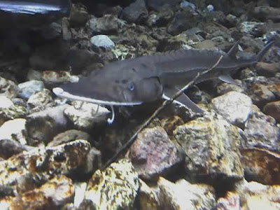 Shovelnose Sturgeon Fish