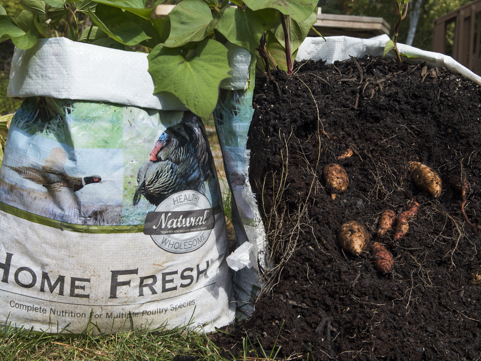 How to Grow Sweet Potatoes in Feed Bags Fresh Eggs Daily® with Lisa