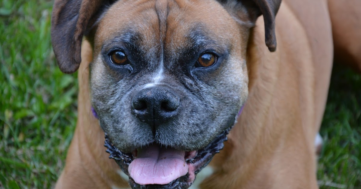 27+ Life Expectancy Of A Boxer Dog Pic Bleumoonproductions