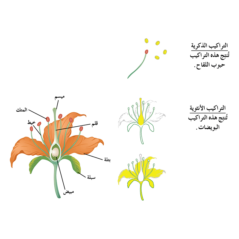 في النباتات الزهريه تنتقل حبوب اللقاح اثناء عمليه التلقيح من
