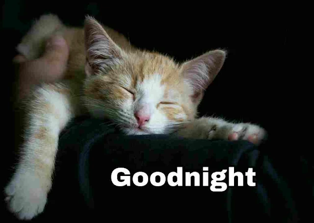 Good Night sleeping cat Images, Photos, Greetings and HD Pictures