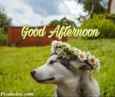 Best 50 Good Afternoon Images 2020 || Good Afternoon Images for Whatsapp Best 50 Good Afternoon Images 2020 || Good Afternoon Images for Whatsapp