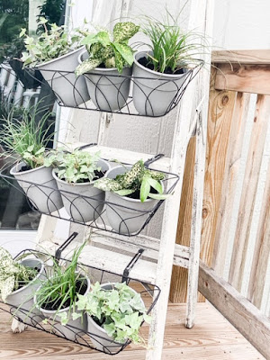 Plants on a ladder for home decor