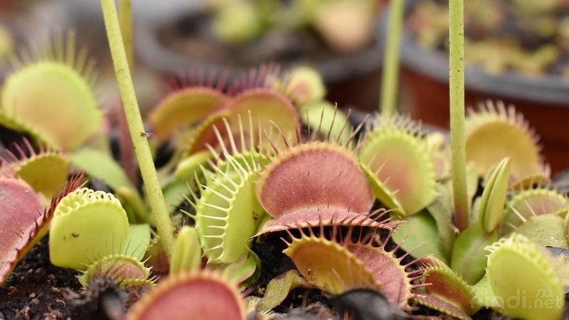 Tanaman Venus Flytrap - Memiliki etimologi nama yang menarik