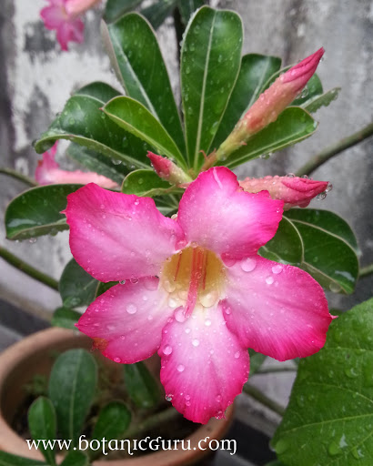 Adenium obesum, Desert Rose, Impala Lily flower