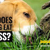 Why Dog Eat Grass