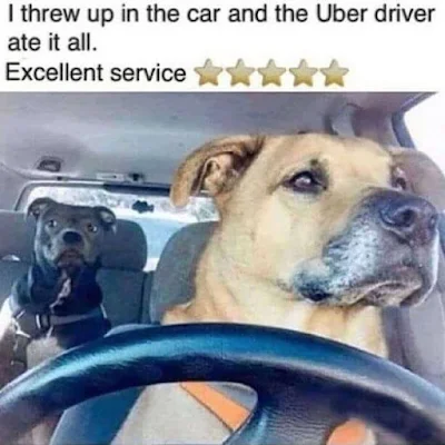 Dog Uber