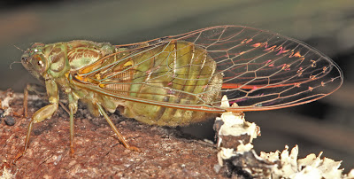 BunyipCo: Those Noisy Cicadas