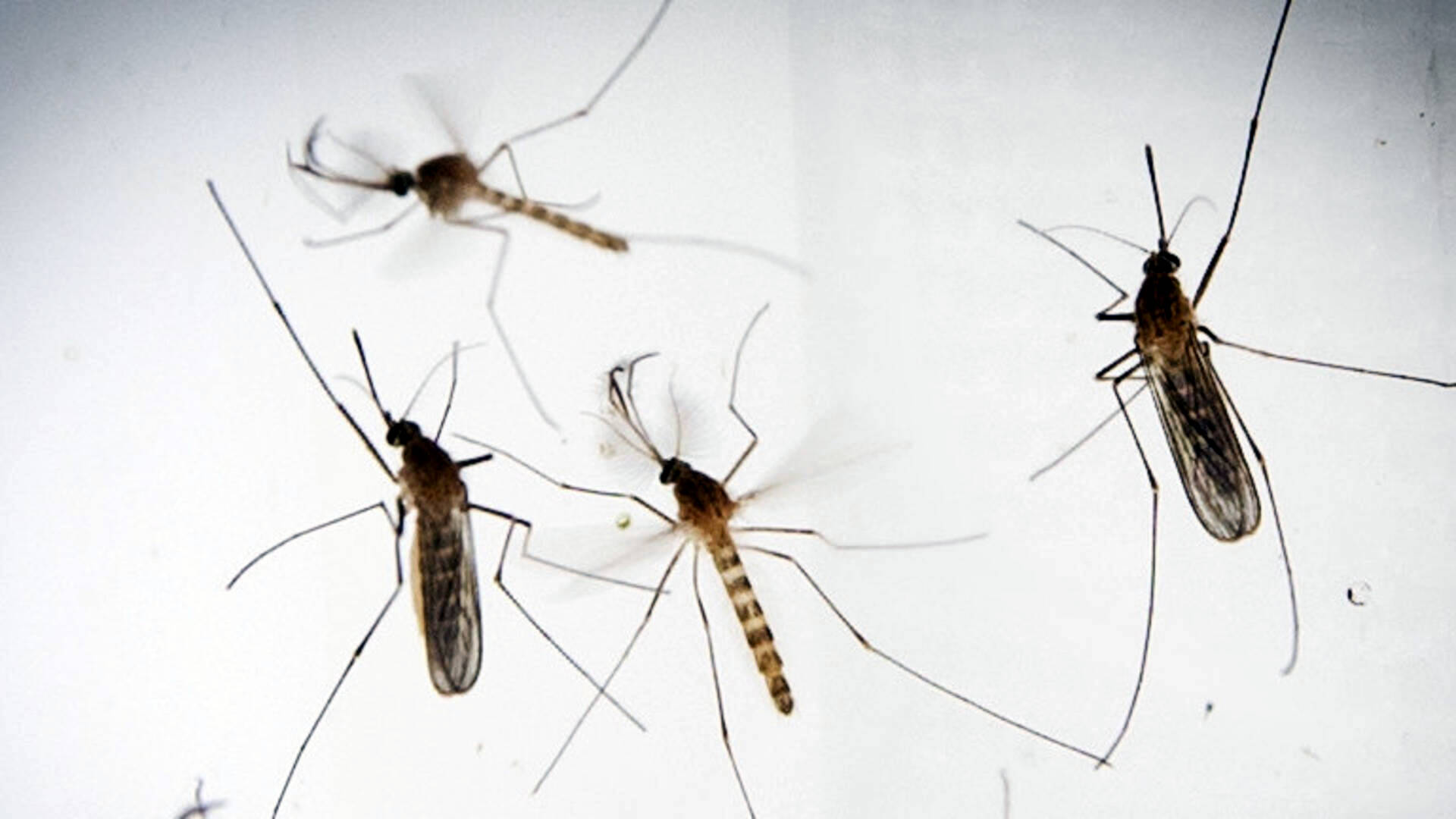 Hardlopen in de Nederlandse en Duitse grensstreek Muggen hebben een voorkeur voor hardlopers Hardlopen in de Nederlandse en Duitse grensstreek Muggen hebben een voorkeur voor hardlopers