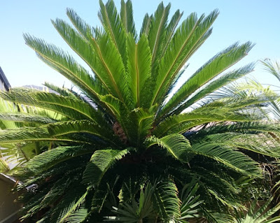 Kottepalm (cycas revoluta)