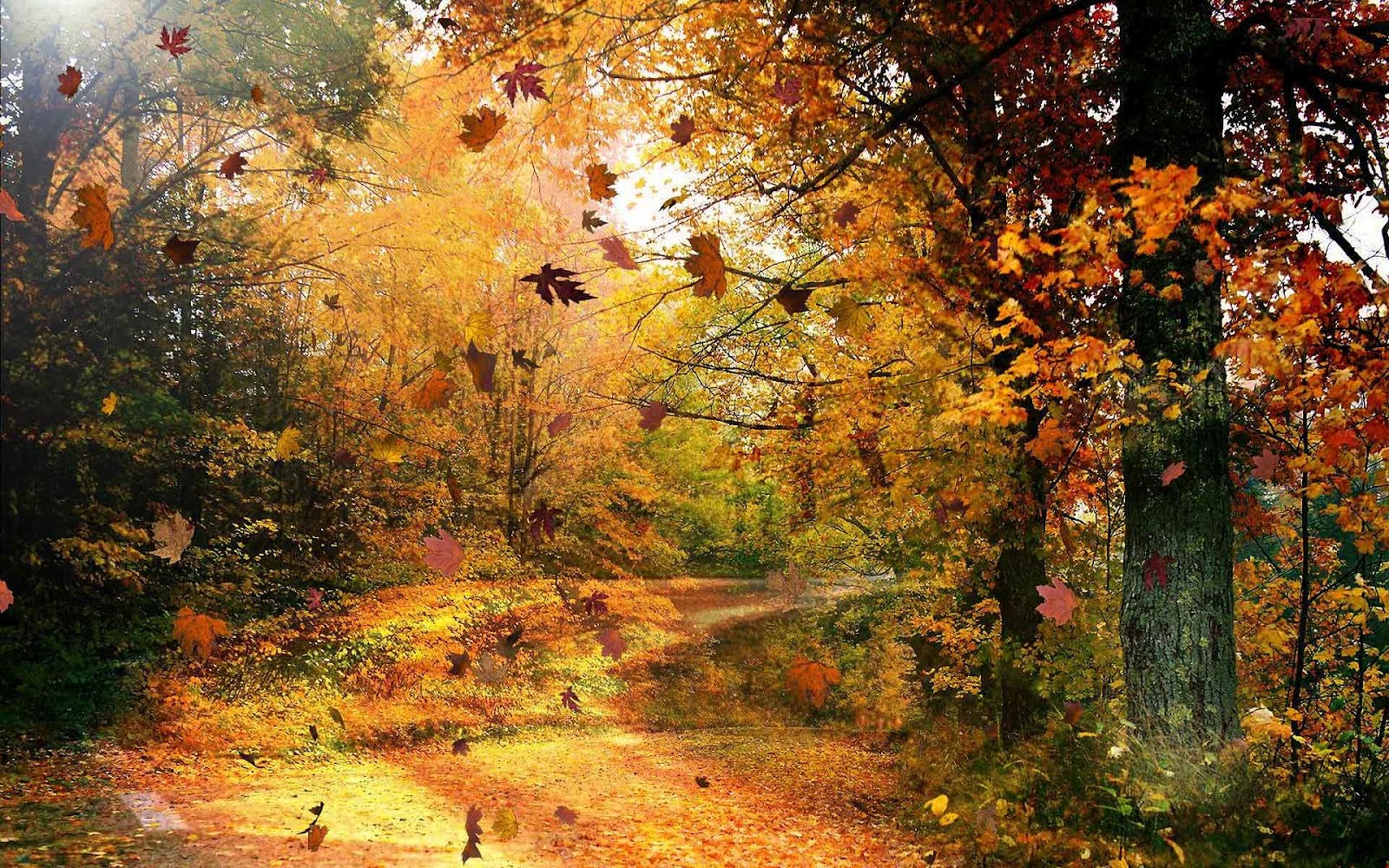 http://1.bp.blogspot.com/-eN8QKBUPndQ/UEuMTYA8W8I/AAAAAAAAG-o/p22iiA1IiZI/s1600/hd-prachtige-herfst-achtergrond-met-bomen-en-een-weg-bezaaid-met-herfstbladeren-wallpaper-foto.jpg
