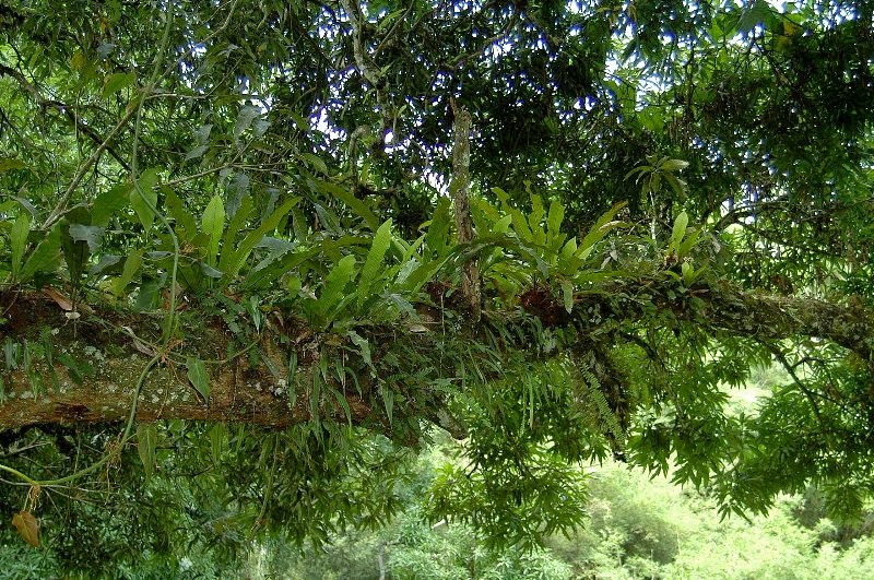 FLORACIONES EN MÁLAGA Y MÁS Epifitas