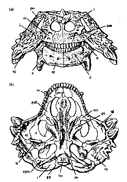 craneo de Scutosaurus