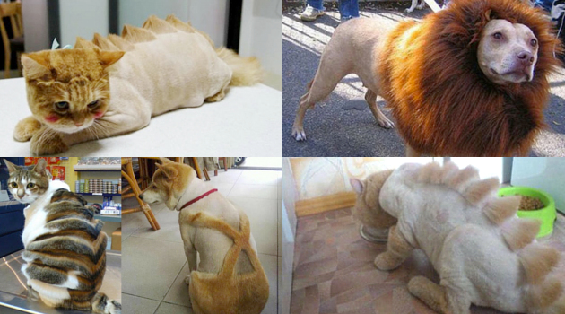 Grooming Anjing ~ Grooming Kucing Terdekat | Grooming Anjing Terdekat