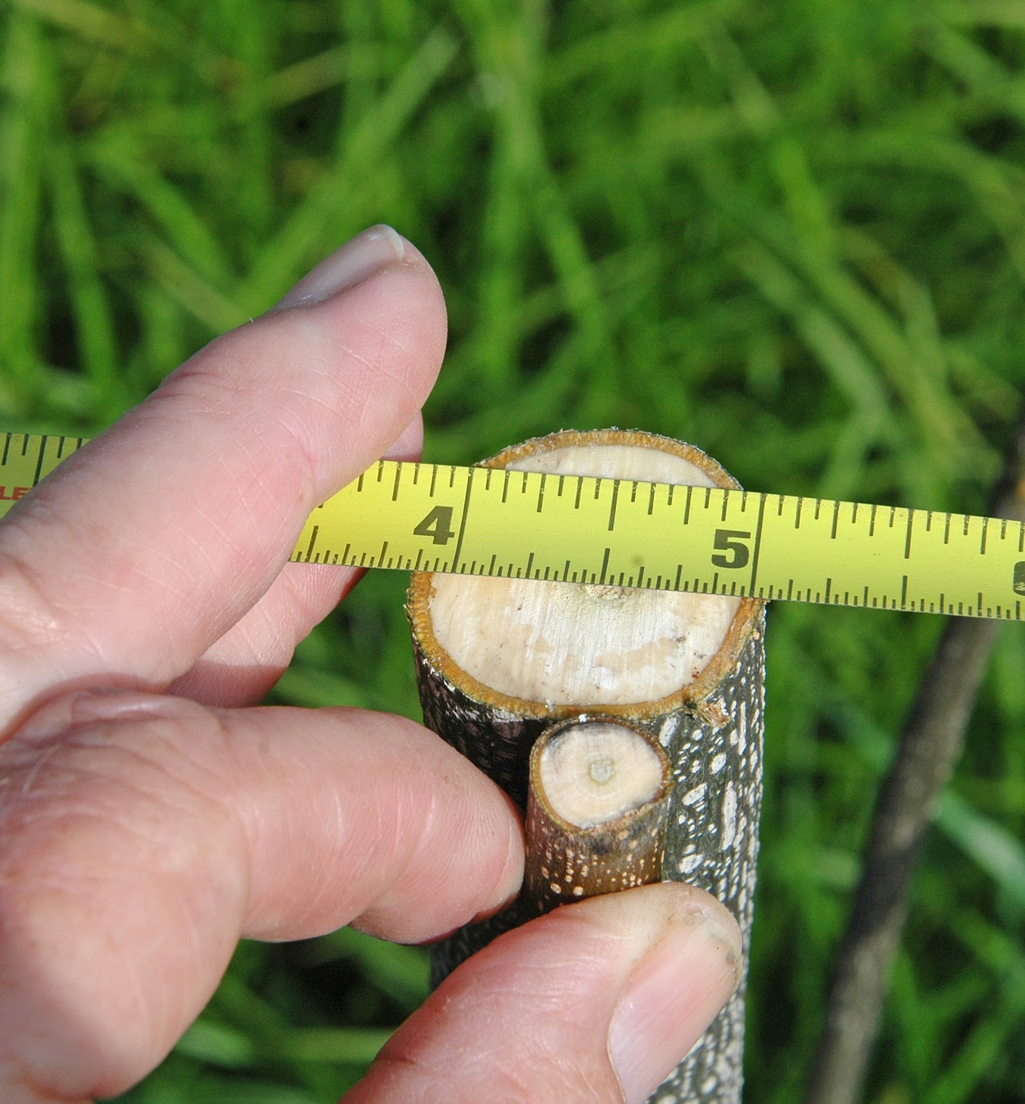 Northern Pecans Bark grafting tips