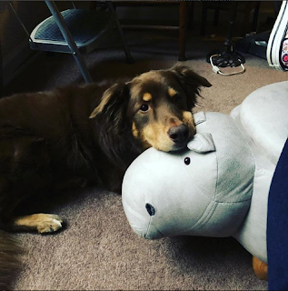 My pup and my hippo footstool