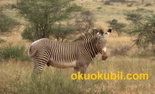 Rüyada Zebra Görmek Zebrayı Sevmek Ne Manadadır?