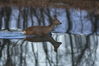 Wildlifefotografie Naturfotografie Reh Wild