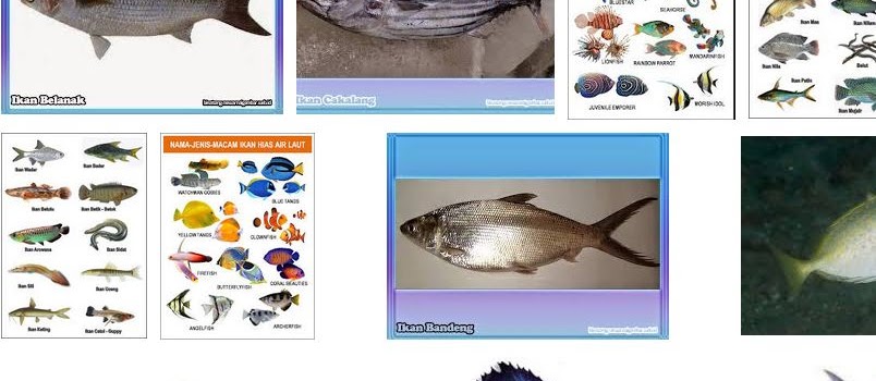 Nama-Nama Ikan Laut Terlengkap Beserta Gambarnya
