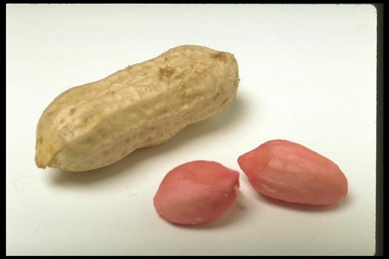 Роды арахиса. Плод арахиса. Фрукт похожий на арахис. Арахис Боб. Арахис (род).