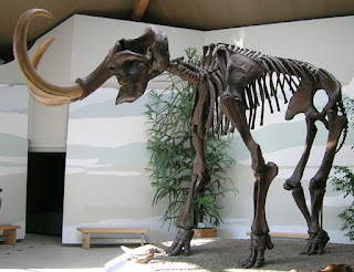 Avrupa'da bulunan en büyük "Tüylü mamut" örneği, Siegsdorf'tan bir erkek.