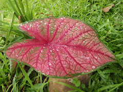 Plantas da Floresta Atlântica,        Placenta