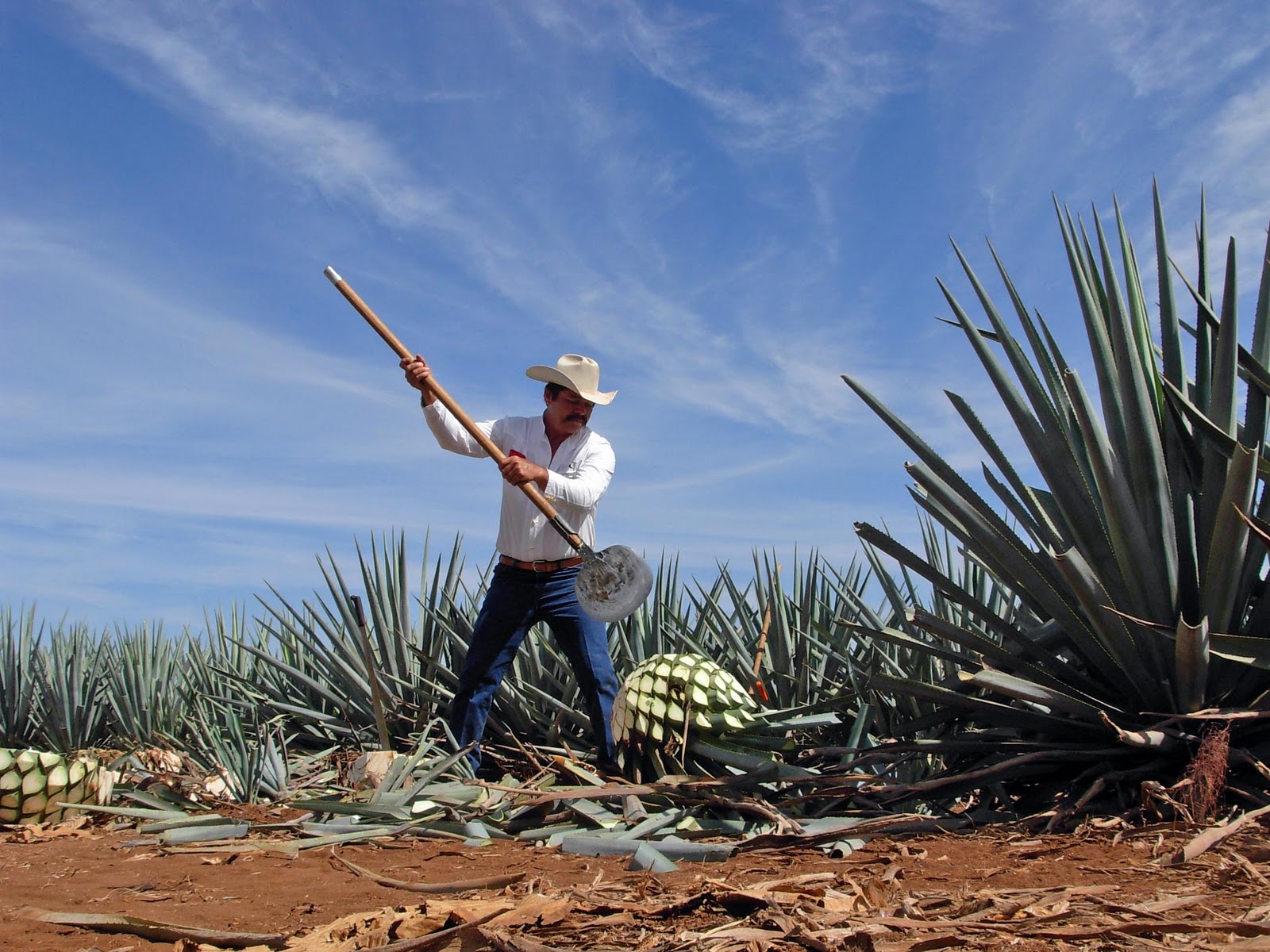 Агава в мексике