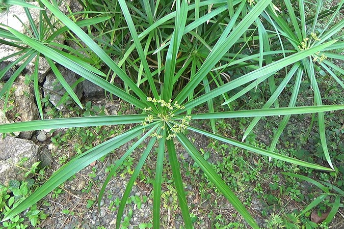 Dlium Umbrella papyrus (Cyperus alternifolius)