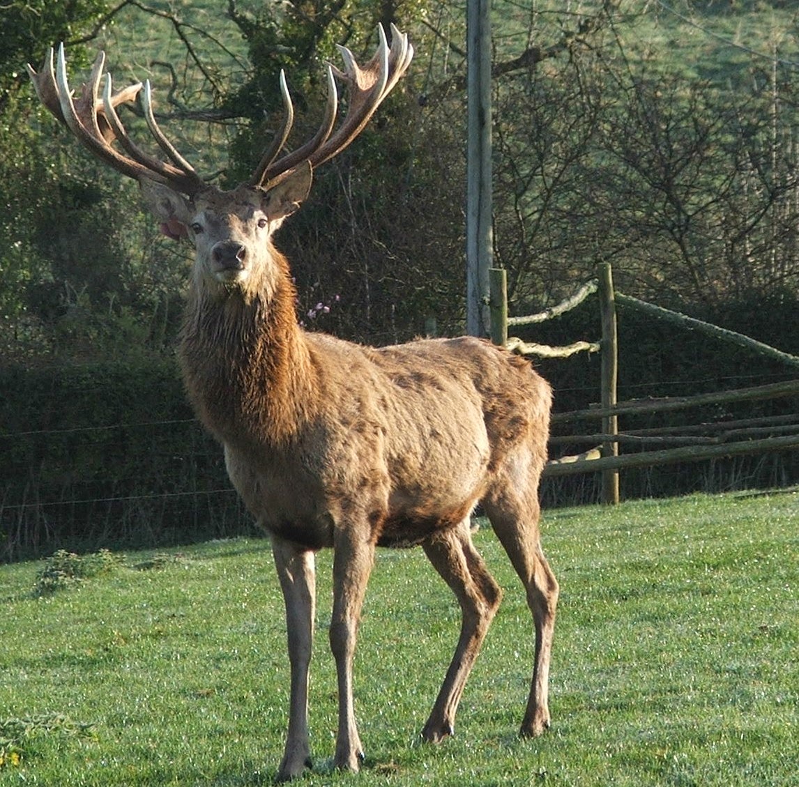 ANIMALS PICTURE: STAG PICTURES GALLERY 7 ANIMALS PICTURE: STAG PICTURES GALLERY 7