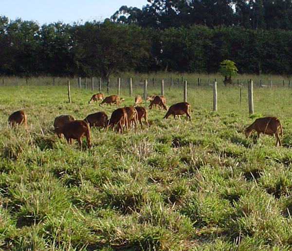 brazilian woolless, deslanado do nordeste, deslanado vermelho, deslanado branco, morada nova sheep, about morada nova sheep, morada nova sheep appearance, morada nova sheep breed, morada nova sheep breed info, morada nova sheep breed facts, morada nova sheep care, caring morada nova sheep, morada nova sheep color, morada nova sheep characteristics, morada nova sheep development, morada nova sheep ewes, morada nova sheep facts, morada nova sheep for meat, morada nova sheep hide, morada nova sheep history, morada nova sheep hide, morada nova sheep info, morada nova sheep images, morada nova sheep lambs, morada nova sheep meat, morada nova sheep origin, morada nova sheep photos, morada nova sheep pictures, morada nova sheep rarity, raising morada nova sheep, morada nova sheep rearing, morada nova sheep size, morada nova sheep temperament, morada nova sheep uses, morada nova sheep varieties, morada nova sheep color varieties, morada nova sheep weight