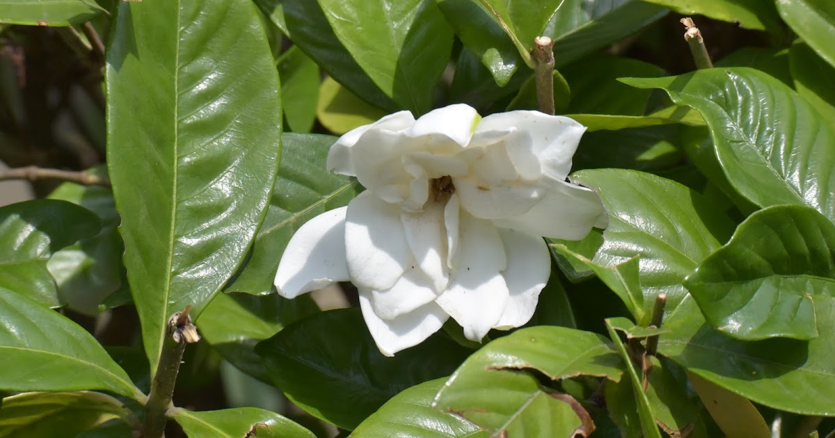 夢酔独言（巻三） クチナシの花