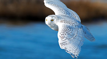 Owl Wallpapers 4K HD