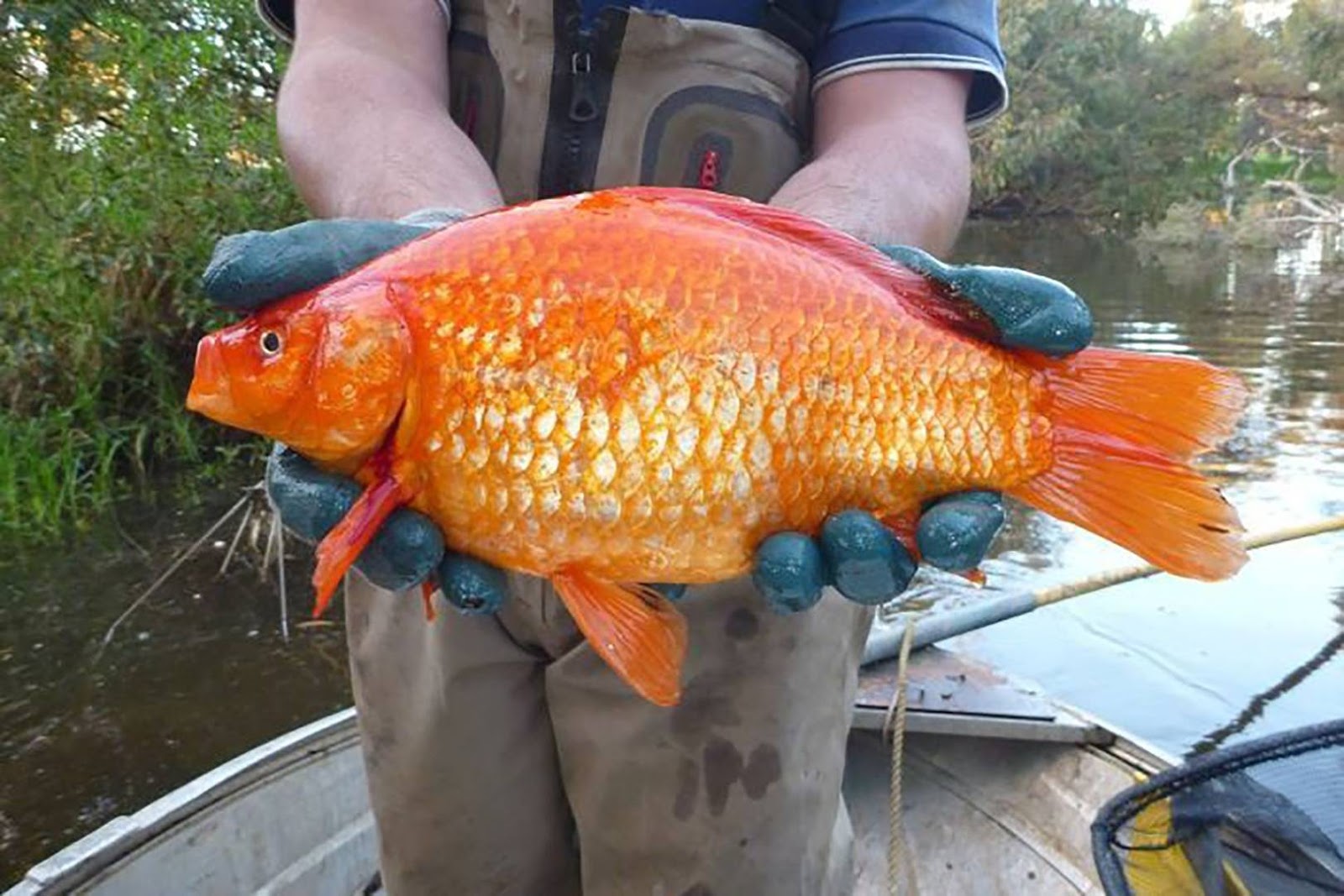 Prison fish ponds have many of the largest fish