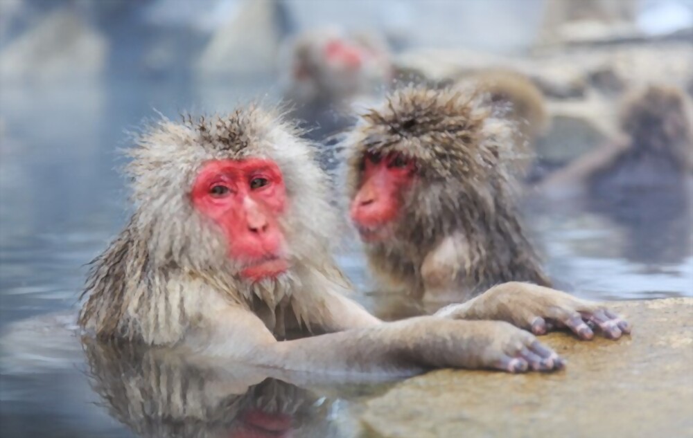 Japanese Macaque: Most Amazing Monkeys