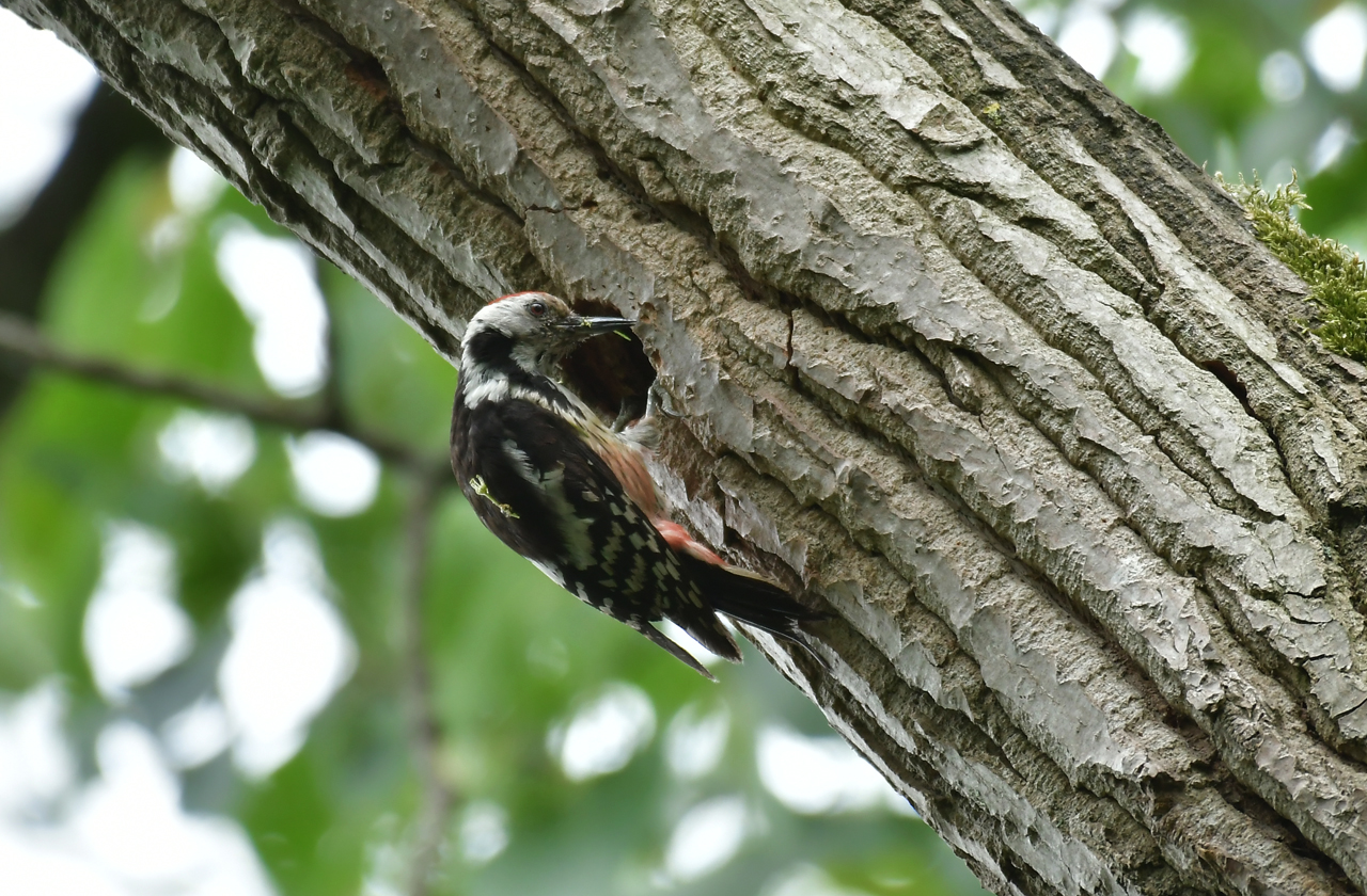 Jozef van der Heijden - Natuurfotografie: Jonge Middelste bonte specht