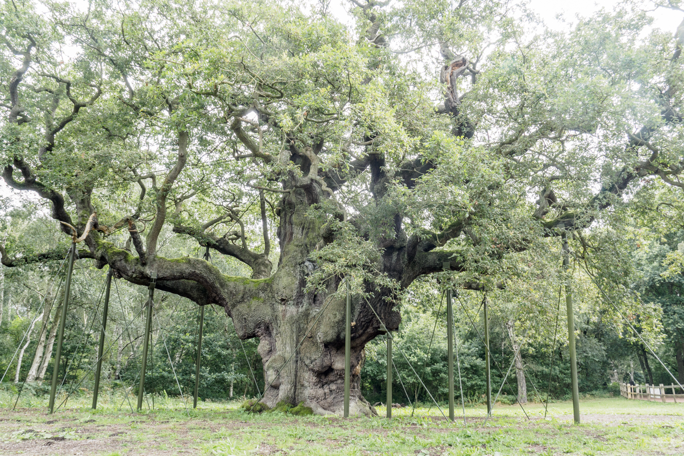 B's Photography The Major Oak Sherwood Forest Country Park