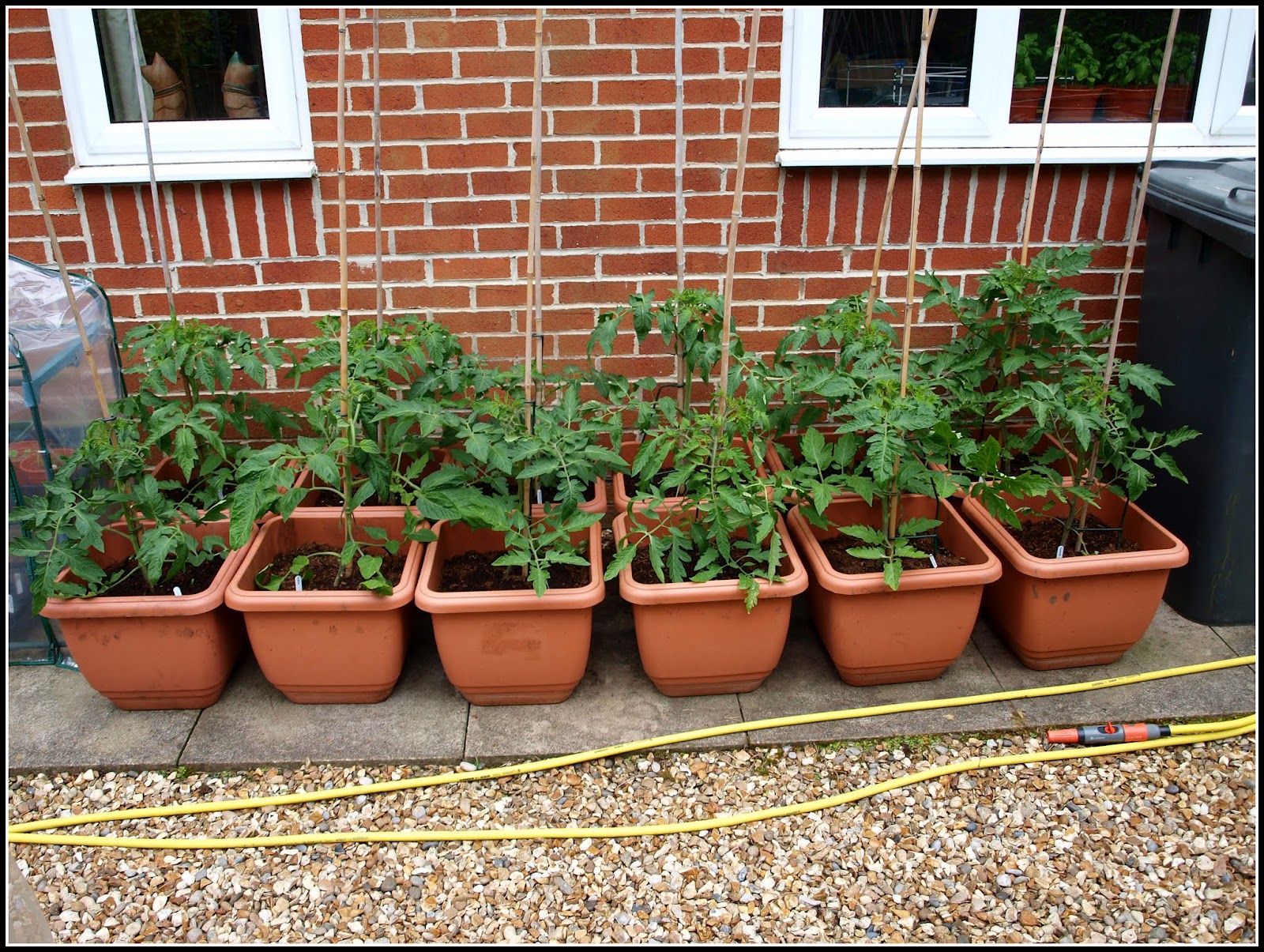 Mark's Veg Plot Care and maintenance of Tomatoes