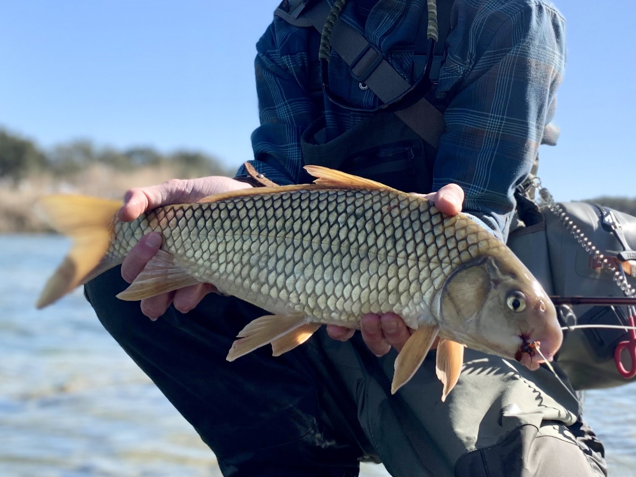 What Makes a Native Fish Trash?