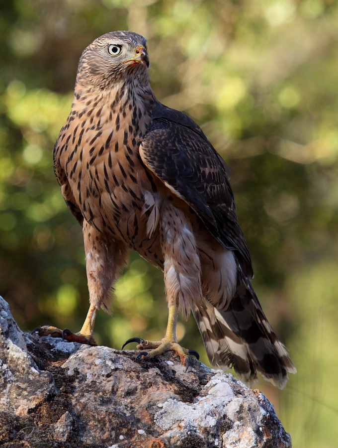 Azor juvenil Passions For Life