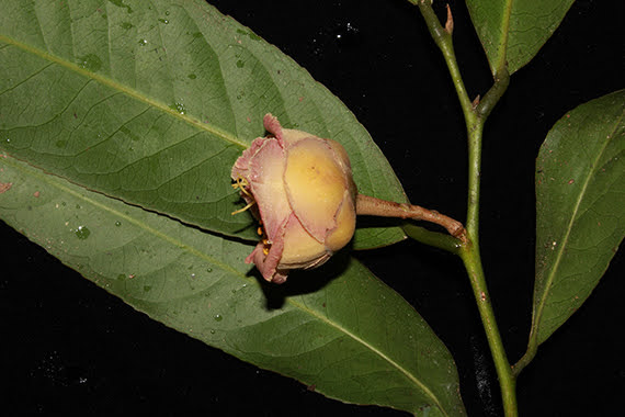 Camellia langbianensis