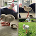 Baby Flamingo Becomes The New Hero Of The Internet