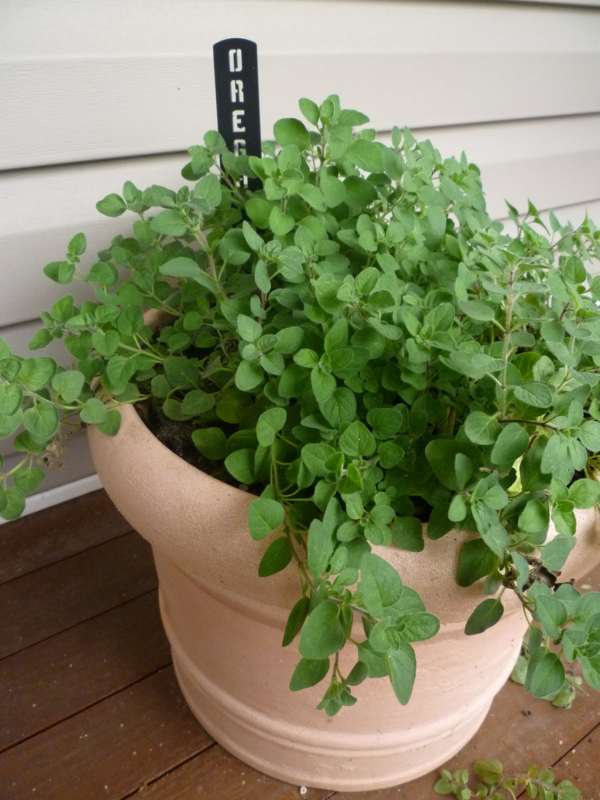 Sprigs and Roots Spicy Sprigs Growing and Drying Oregano