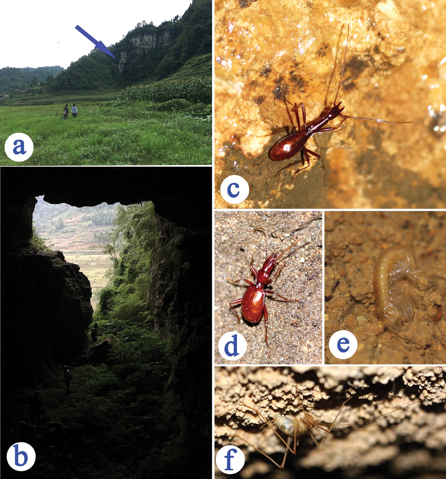 Shuangheaphaenops_elegans-novataxa_2017-
