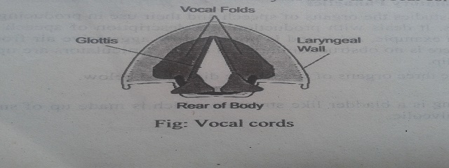 Larynx Diagram, Vocal cords Diagram